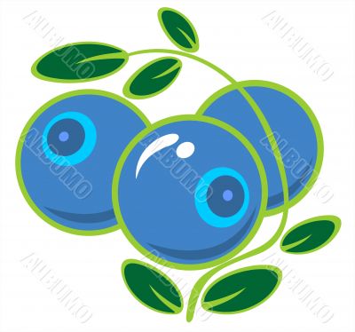 bilberry