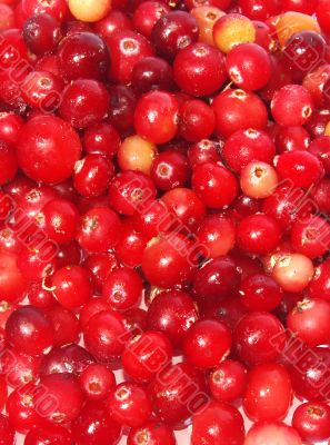 red cranberry