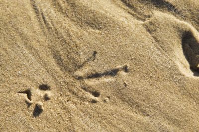 footprint bird