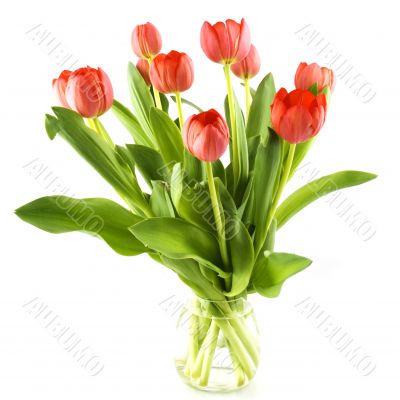 red tulips