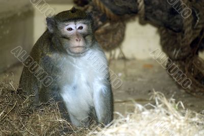 chimpansee