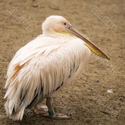 Pelican