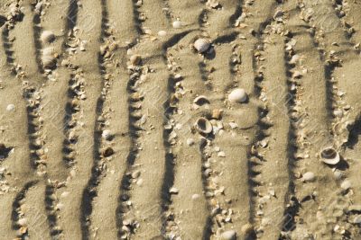 shells at the beach