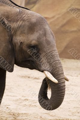 elephant