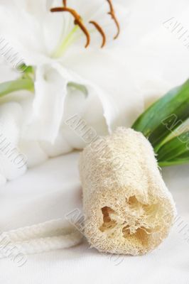 loofah sponge