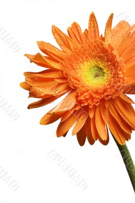 gerber flower