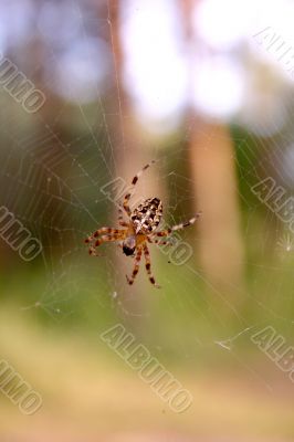 The spider