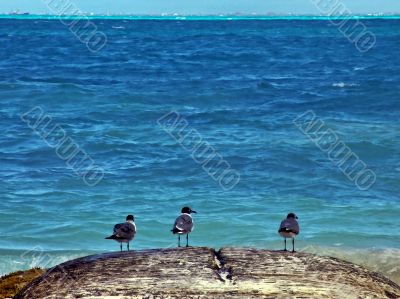 Caribbean Seascape with Three Birds