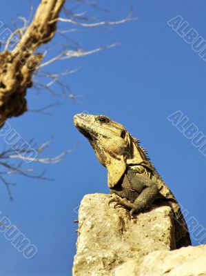 Iguana