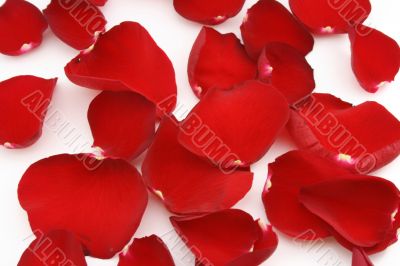 Red petals