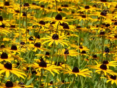 Flower meadow