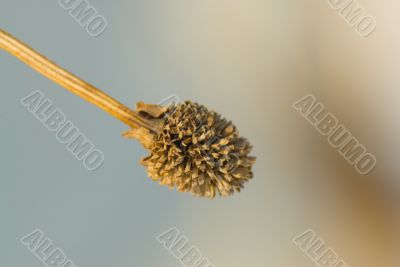 Macro Plant