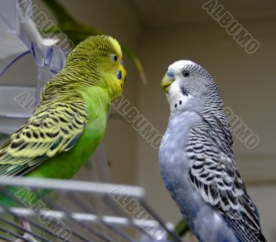 Two parakeets