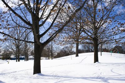 Naked trees in winter