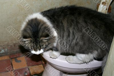 big street cat