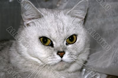 complacent cat