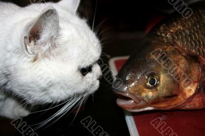 cat looks at fish