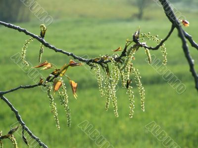 Branch