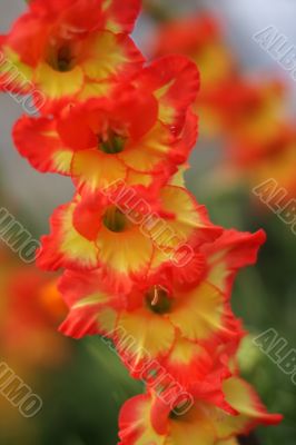 red and yellow gladiolus