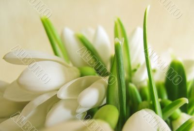 Snowdrop flowers