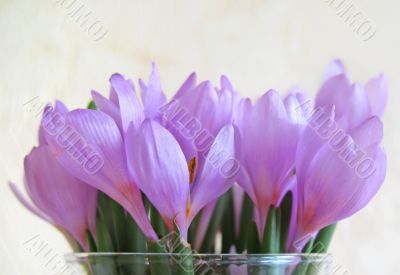 Snowdrop flowers