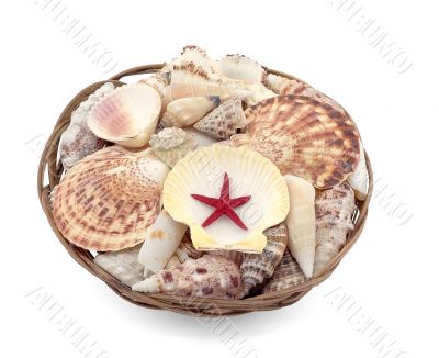 Seashells with red star in basket