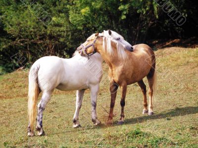 Two horses