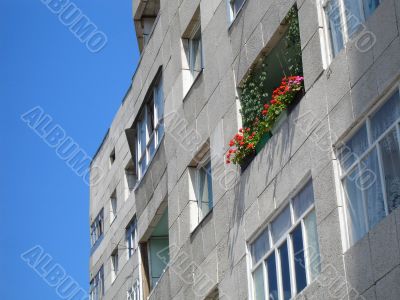 flowers on balcony