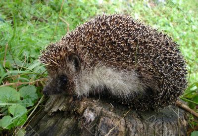 hedgehog