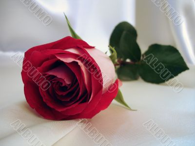 red rose