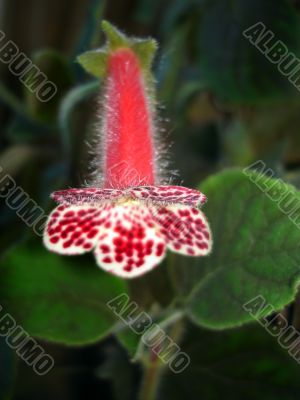 red flower kolleria