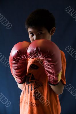 Little boxer