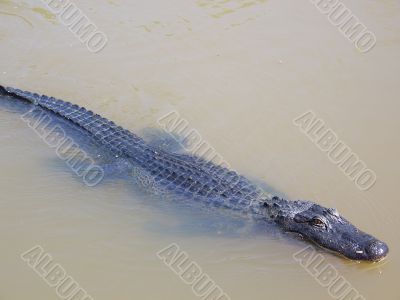 swimming alligator