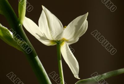 Bright white flower