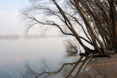 Trees