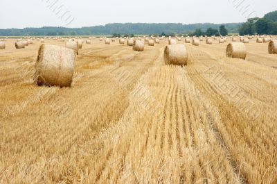 Field