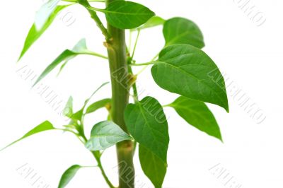 Plant