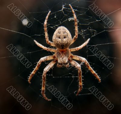 Spider