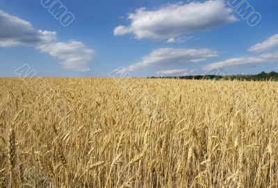 Field