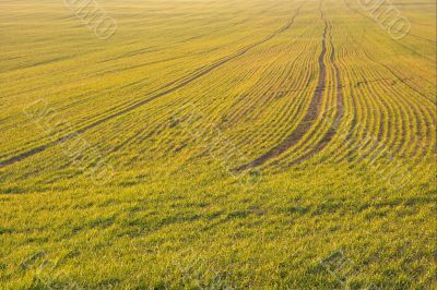 Field
