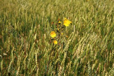 Yellov Flowers on grain field