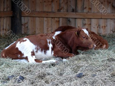 Cow