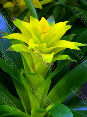 Guzmania