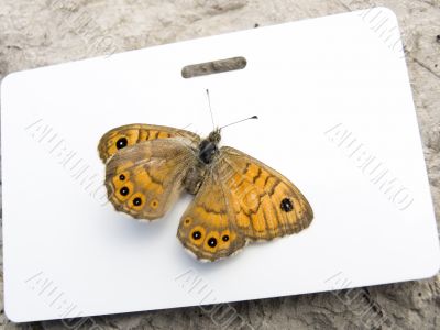 butterfly