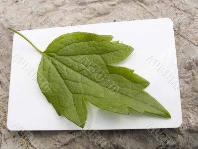 green leaf