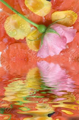 Pink rose