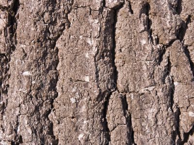 The bark of an Oak tree