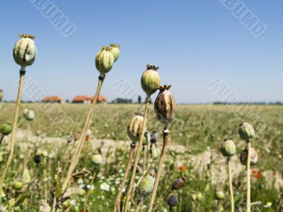 Poppy Field