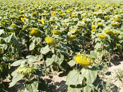 Sunflowers Field