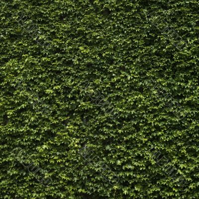Green ivy climbing on wall